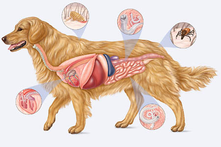 anatomГ­a y fisiologГ­a canina